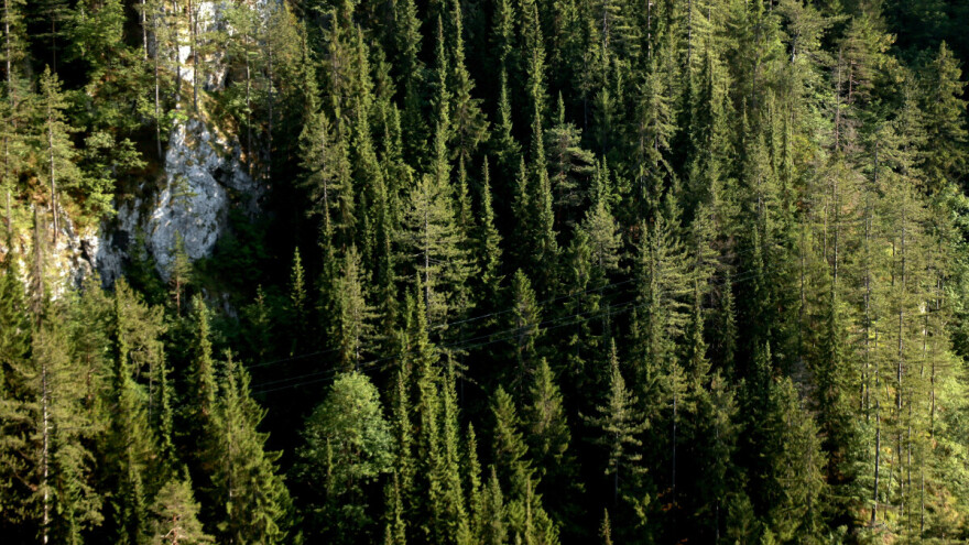 Pančićeva omorika mogla bi biti proglašena vrstom od republičkog značaja