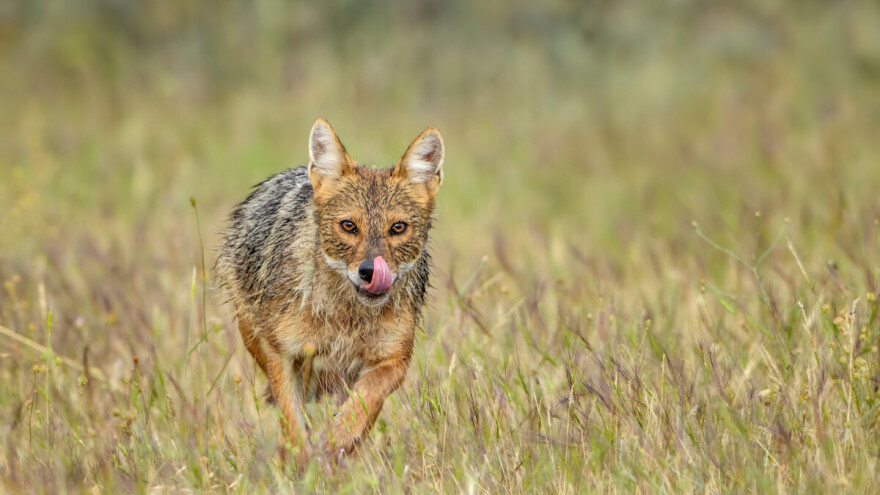 Najezda šakala i lisica u pirotskom kraju - povećana kvota za odstrel
