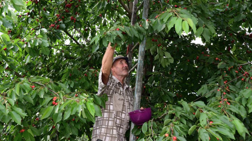 Okomili se na poljoprivrednike zbog visokih cijena: "Trešanja nema, uništena vegetacija"