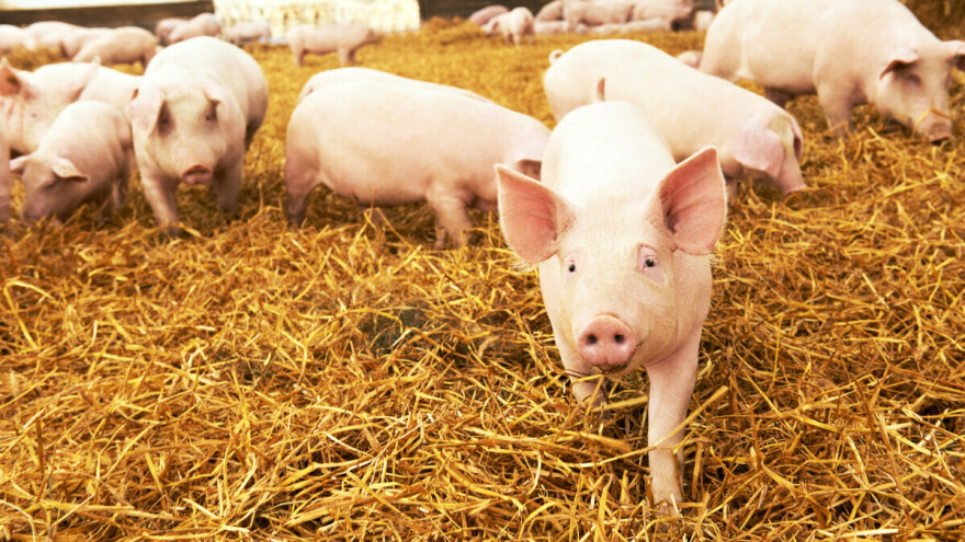 Kako uzgajati mušku prasad za rasplod?