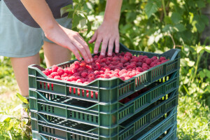 Manje maline zbog suše, kvalitet bolji, a cijena?