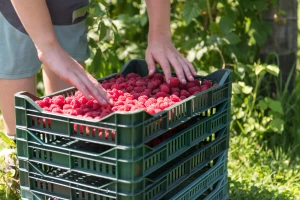 Prvih 10 proizvođača malina drži skoro polovicu ukupne domaće proizvodnje