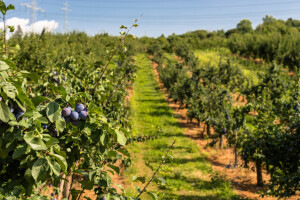 Tropske temperature narednih dana - koji su rizici u zaštiti biljaka?