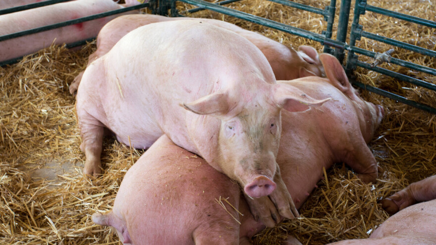 Dodatnih 6 milijuna eura državne potpore za kompenzaciju tovnih svinja isporučenih na klanje