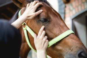 Osam veterinarskih veština koje su potrebne svakom vlasniku konja