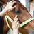 Osam veterinarskih vještina koje su potrebne svakom vlasniku konja