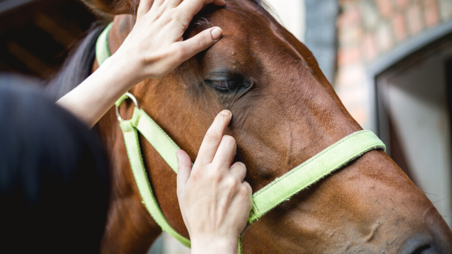 Osam veterinarskih vještina koje su potrebne svakom vlasniku konja