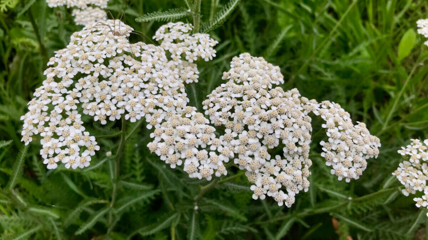Insekticid i čaj: Hajdučka trava pomaže i bašti i organizmu