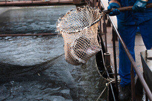 Ministarstvo poljoprivrede uvodi nove podsticaje, precizirana pravila za stare