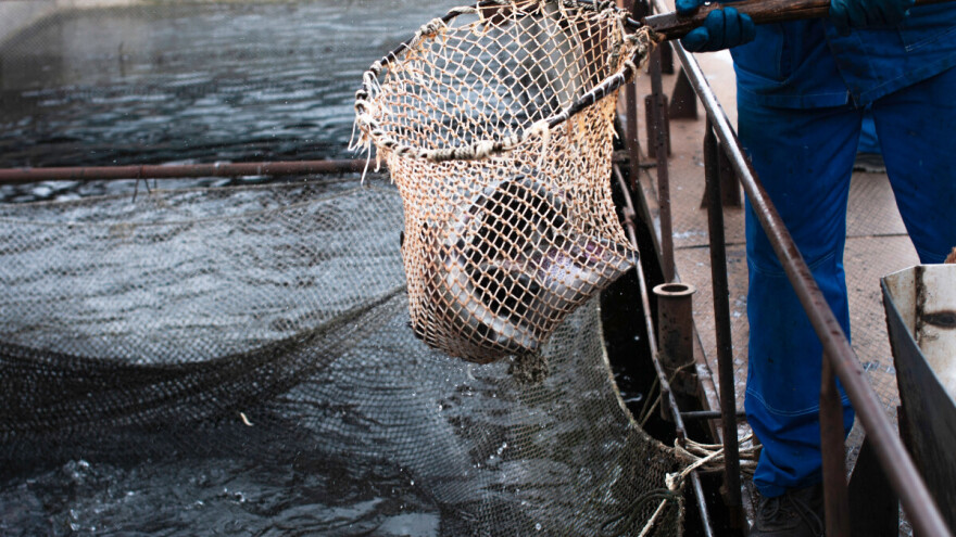 Ministarstvo poljoprivrede uvodi nove podsticaje, precizirana pravila za stare