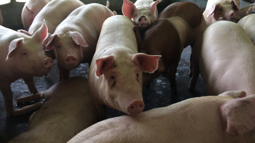 Rast otkupnih cena prasadi, tovnih svinja i krmača za klanje