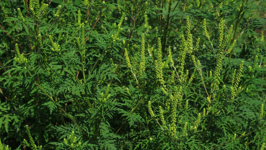 Opasnost pored puta - šta kada ambrozija napadne?