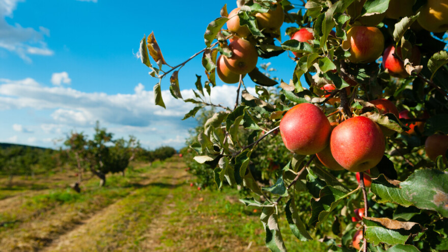 Rezultat vrućina: Minusi u ratarstvu, breskvin smotavac prelazi na jabuku