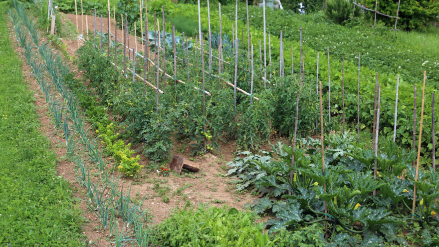 Loše komšije u bašti: Izbegavajte ovih sedam kombinacija