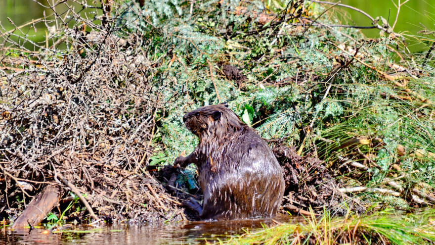 Snažni graditelji brana zaslužni za ogromne površine obradivog tla