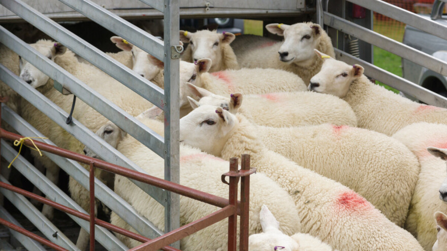 Zbog kuge malih preživara zabranjen uvoz ovaca i koza