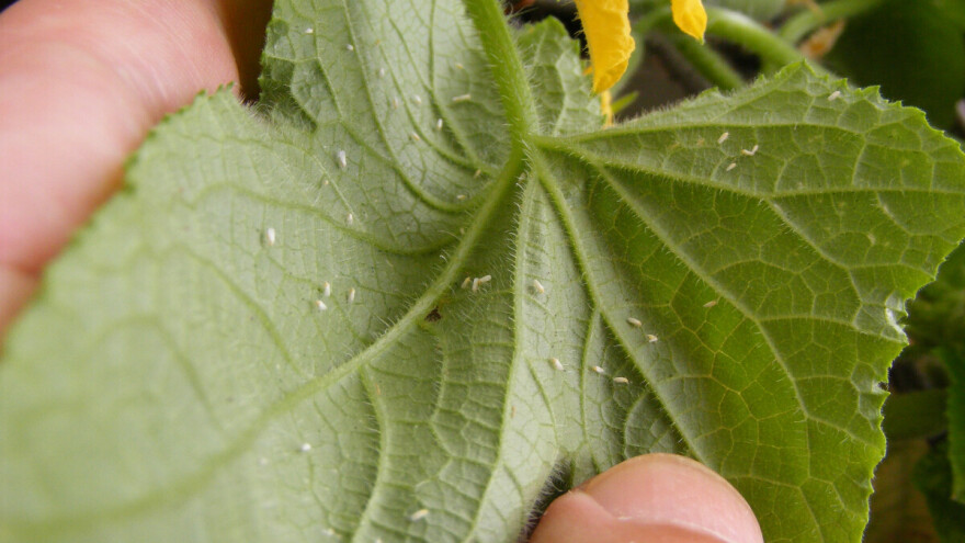 Sitna, ali opasna: Bijela mušica u krastavcima