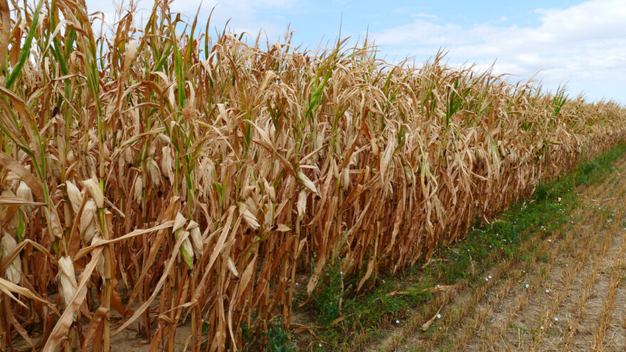Suša: Čak 50 odsto manje kukuruza - ugrožen stočni fond?