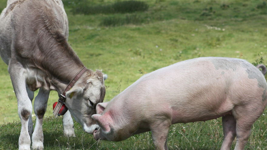 Promjene u strukturi stočnog fonda: Koliko stoke ima BiH?