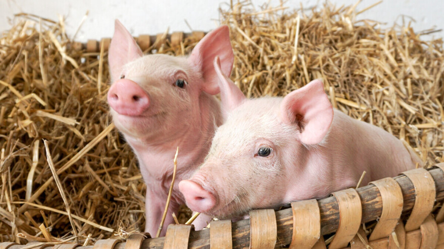 Meso tzv. slamnatih svinja je skuplje, ali i ukusnije?