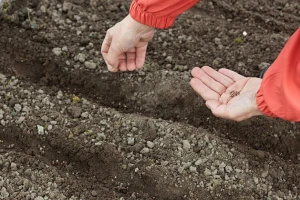 U redove, kućice ili omaške? Koji način sjetve povrća birati?