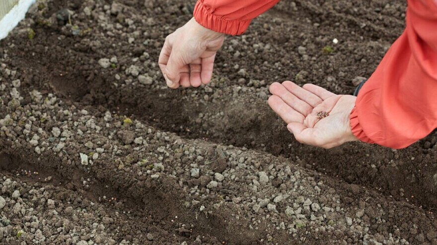 U redove, kućice ili omaške? Koji način sjetve povrća birati?