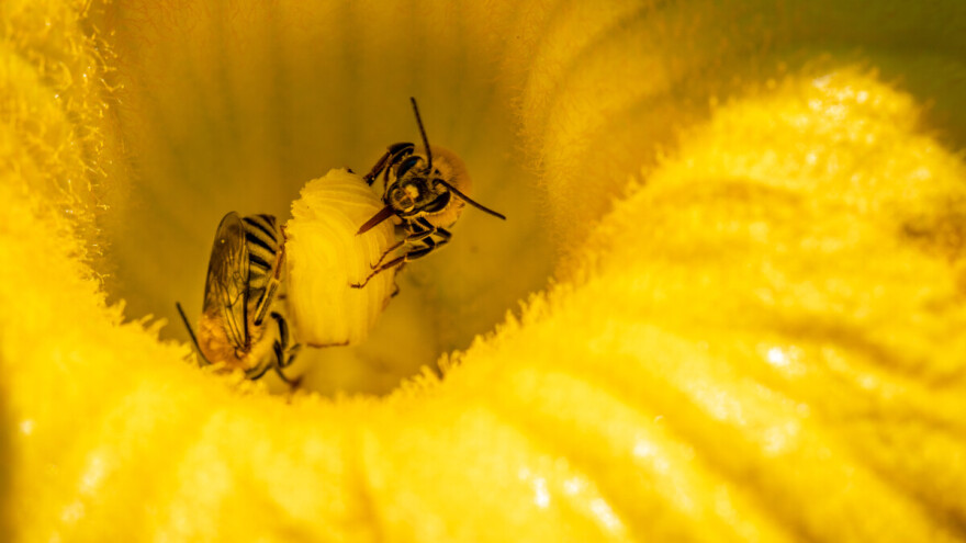 Populacija jedne vrste pčela porasla zbog intenzivnog uzgoja tikvi