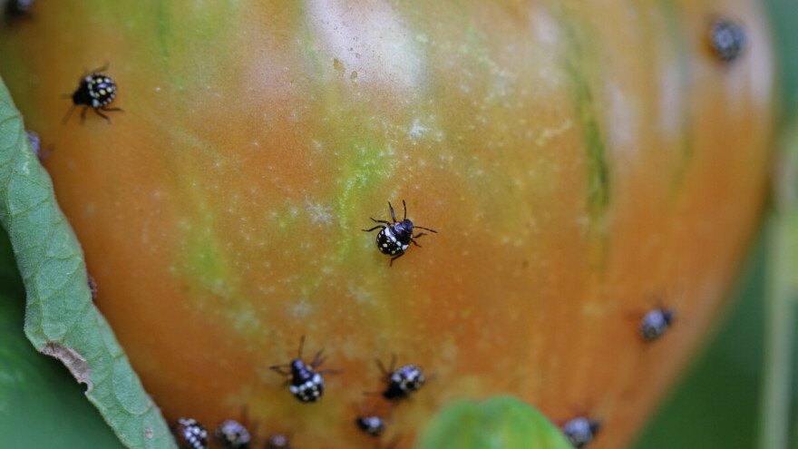 Suša i visoka temperatura pogoduju smrdibubama - kako ih držati pod kontrolom?