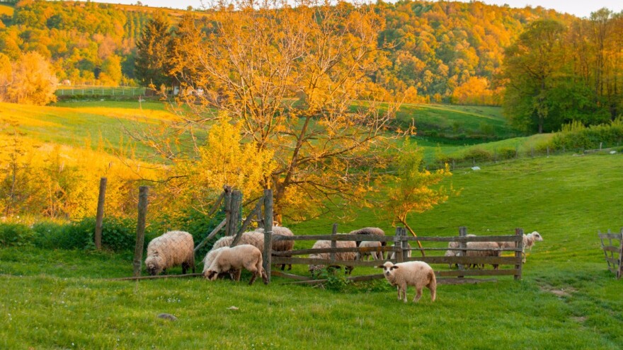 Bolest plavog jezika potvrđena na četiri farme ovaca u BiH