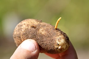 Kako zaštititi krompir od žičnjaka?