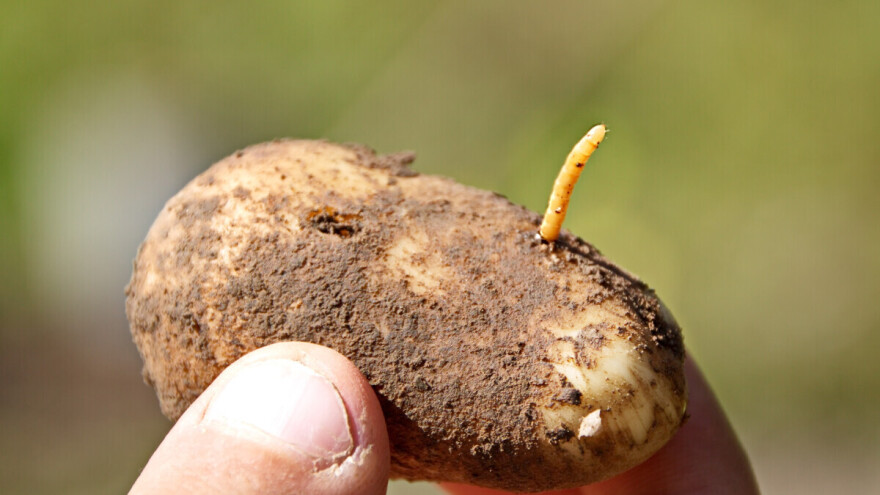 Kako zaštititi krompir od žičnjaka?