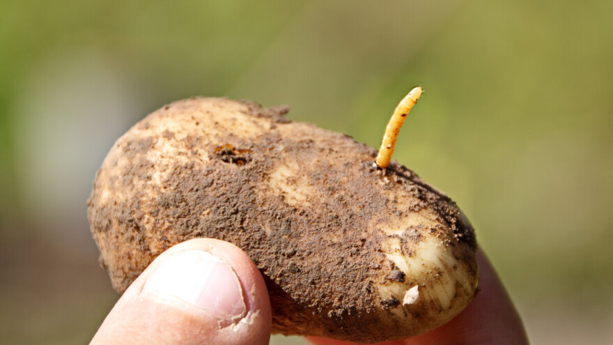 Kako zaštititi krumpir od žičnjaka?