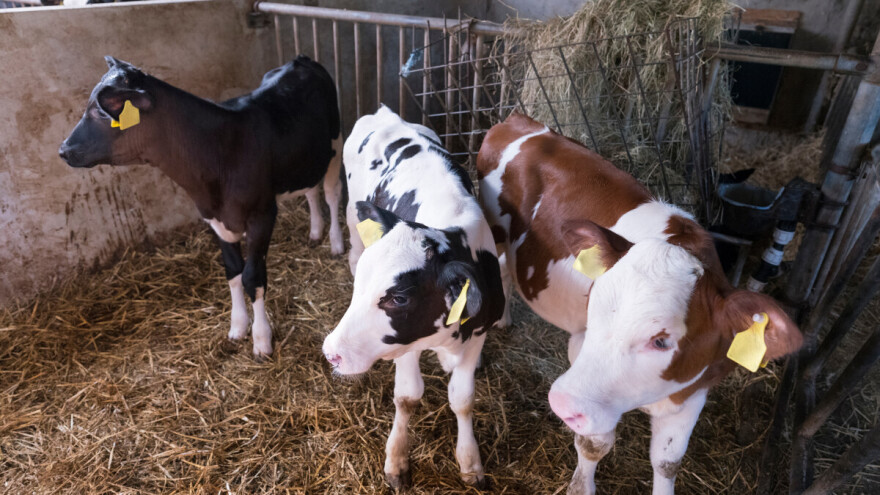 Telad dostigla 830 din/kg, cena prasića beleži pad