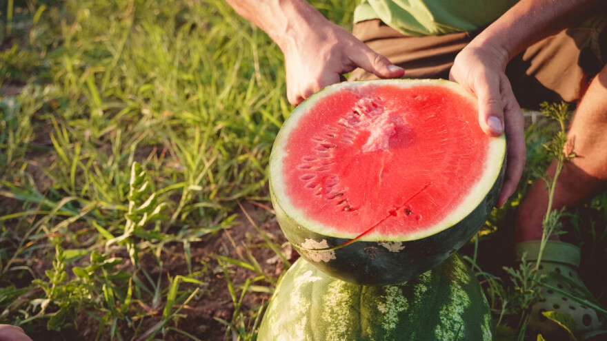 Lubenica: 20 zanimljivosti o kraljici ljeta