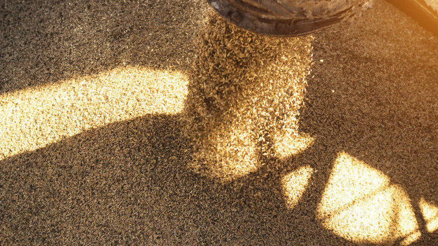 Cijene rastu - i žitarice i uljarice u zelenom, kako izgleda prognoza evropskog uroda?