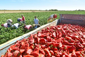 Za šest godina prijavljeno skoro 100.000 sezonskih radnika u poljoprivredi