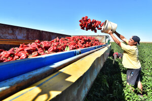 10 pitanja koja će vam pomoći odabrati rješenje za fiskalizaciju OPG-a