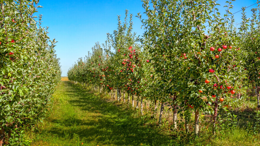Jesu li monosortni zasadi budućnost voćarstva?