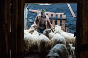 Uznemirujuće fotografije: Noći neizvjesne za farmere - hoće li ujutro zateći praznu štalu!