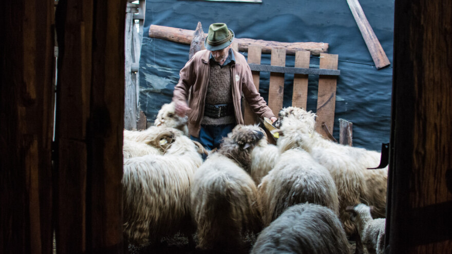 Uznemirujuće fotografije: Noći neizvjesne za farmere - hoće li ujutro zateći praznu štalu!