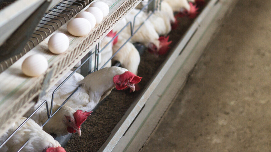 Momčilo drži  20.000 koka nosilja, sve veća potražnja za belim jajima