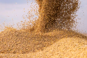 Produktna berza: Slabija ponuda robe, rast cena kukuruza i soje