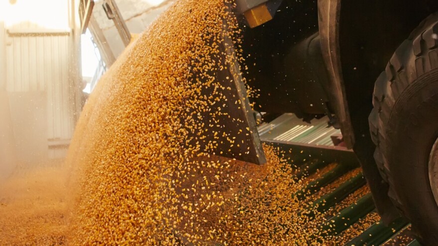 Kukuruzom se najviše trgovalo, cene pšenice i soje zabeležile rast