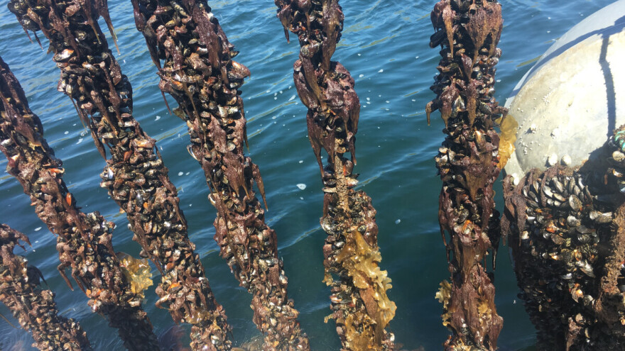 Pijesak umjesto školjki: kako je EU financirao nepostojeće uzgajalište u Crnom moru