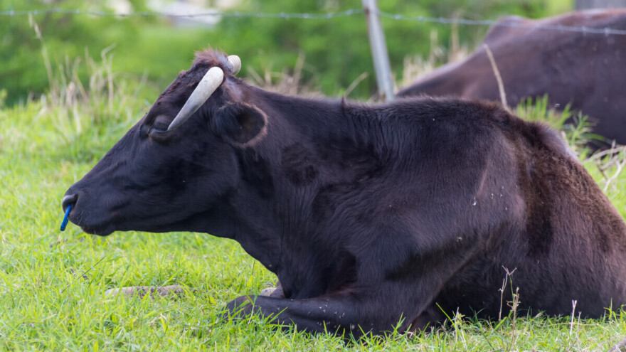 Crna japanska krava prodata za 185.000 evra