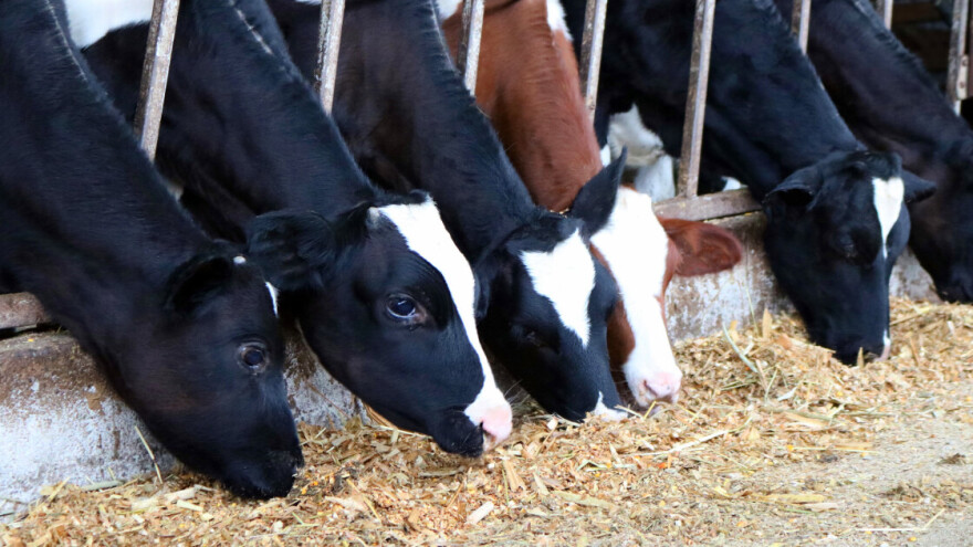 Kada i kako uvesti silažu u tov junadi?