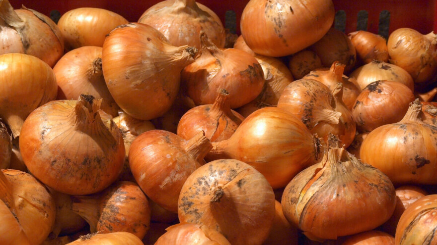 Šta sve utiče na truljenje i propadanje crvenog luka u skladištu?