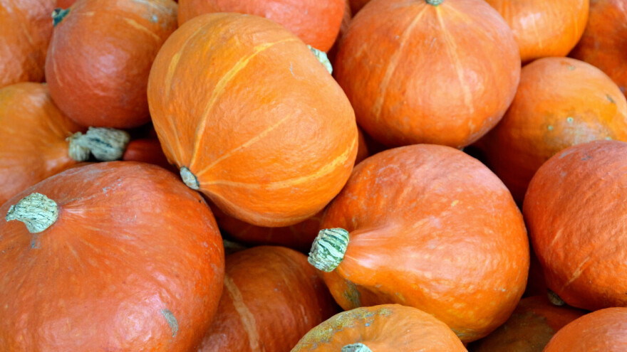 Vrijeme je sjetve buča za ulje