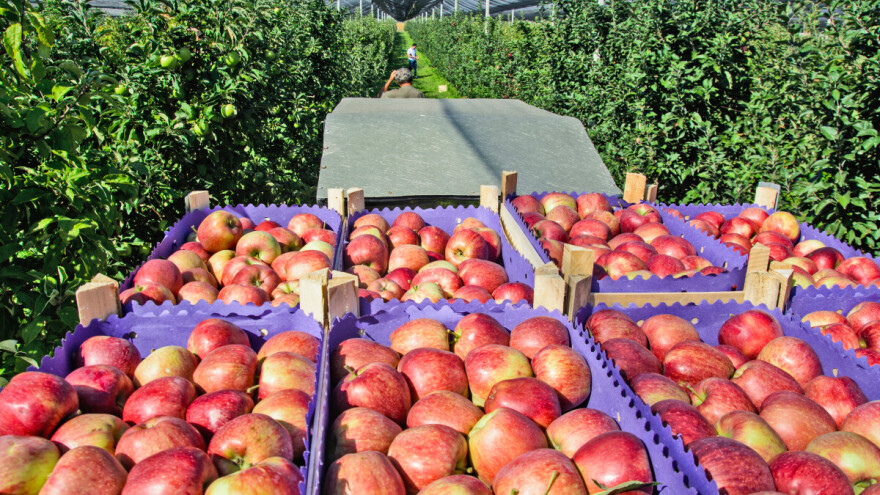 Tek šest domaćih voćara ima više od 50 hektara jabuka