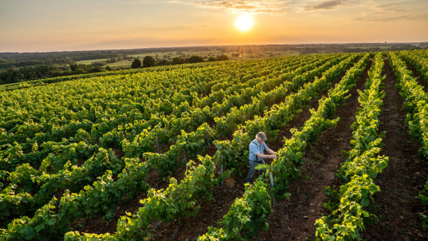 Natječaj za promidžbu vina na trećim tržištima